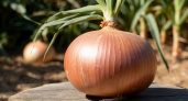 Огромная луковица: как правильно подкормить лук в июле для рекордного урожая