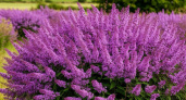 Этот потрясающий многолетник затмит все известные вам цветы: пышные лиловые облака цветут до октября