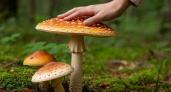 Назван один из лучших грибов наших лесов, который почему-то никто не собирает - считается деликатесом