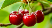 Вишня под запретом: кому стоит бояться красной ягоды