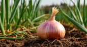 Головки растут на глазах и «выпрыгивают» из земли: важная подкормка лука за 10 дней до выкопки