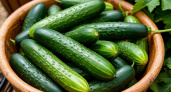 Стакан на ведро воды — и внезапные холода огурцам не вредны: вырастают сладкими, сочными, хрустящими — как с юга приехали