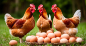 Так кормят кур-несушек в деревнях - яйца собирают крупные с ярким желтком: пример рациона