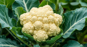 Цветная капуста обожает эту подкормку, даже хилая вмиг завяжет крупные кочаны. Уже все огородники знают этот секрет