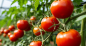 Вот чем подкармливают томаты в июле на быстрый налив - агроном объяснил: на глазах наливаются, краснеют