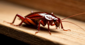 Тараканы из дома сбежали и даже носа не показывают обратно: друг рассказал, как он смог решить проблему с вредителями