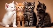Какого котенка приютите? Выбор поможет выявить "тараканов", мешающих вашему счастью — психологический тест