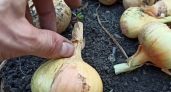 Узнаю спелый лук без календаря и примет, которые обманывают 8 дачников из 10. Бабушкин способ за 15 секунд сохраняет весь урожай