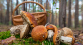 Съедобные и очень вкусные, но слишком похожи на поганки: 4 неизвестных гриба, которые могут украсить ваши корзины