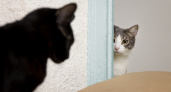 Почему кошки бегут в подъезд?