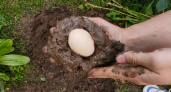 Сосед показал, зачем кладёт куриное яйцо в землю. Теперь и я так делаю
