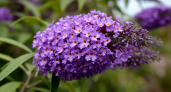 Этот потрясающий многолетник затмит все известные вам цветы: пышные лиловые облака цветут до октября