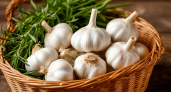 Как хранить чеснок целый год, не давая ему засохнуть и прорасти