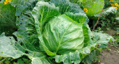Показываю соседям 4 признака, когда рвать нижние листья капусты. Урожай увеличился в 2 раза