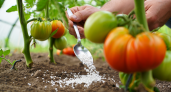 Чтобы собирать помидоры до самых заморозков, дайте им соду с 3 ингредиентами. Томаты обожают такую подкормку