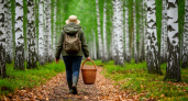 Что нужно знать, чтобы всегда находить грибы в любом лесу