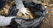 Я запасаю мешками опавшую листву. Рассказываю, как можно превратить ее в полезное удобрение