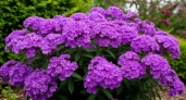 Этот потрясающий многолетник затмит все известные вам цветы: пышные лиловые облака цветут до октября
