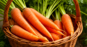 Когда собирать морковь в сезоне 2025: подходящие сроки и советы по уборке