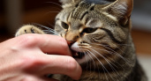 «Не трогай меня!»: почему кошка кусается, когда ее гладишь