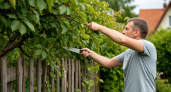 Сосед вероломно срезал ветки с вашего дерева в саду? Знайте, что закон на вашей стороне — наказание есть