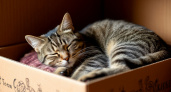 Почему кошка спит в коробке, а не в лежанке: как правильно приучить питомца к новому спальному месту