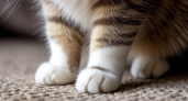 Ученые наконец-то ответили, почему у многих кошек на лапах белые «носочки»