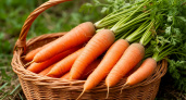Как правильно убирать морковь: сроки, признаки зрелости и правила хранения