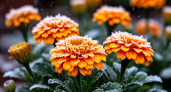 Почему осенью нельзя трогать бархатцы: простой приём, который экономит силы и улучшает почву