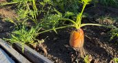 Секрет ровной моркови без «рогов» и морковной мухи: дачники в восторге от этого способа