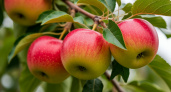 С 5 по 25 сентября яблоням — обязательно: секрет осенней подкормки, который даёт до 45 кг с дерева
