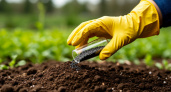 Теперь все грядки проливаю этим копеечным раствором: маленький пузырек заменяет 100 кг навоза