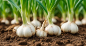 Ошибка 99% дачников: почему грядку под чеснок нужно готовить не так, как вы привыкли. Мой проверенный способ