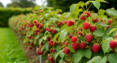Что сделать в сентябре с малиной, чтобы на следующий год она плодила ведрами