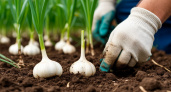 Как посадить озимый чеснок осенью: какие удобрения внести, как подготовить грядки, зубки и бульбочки