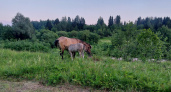 В Верхнекамском районе у владельца лошадей нашли нарушения