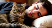 Кошки защищают ваш сон: что делают кошки, пока вы спите