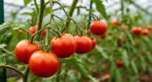 Ошибка на грядке: огородница с 18-летним стаем назвала 4 сорта томатов, которые никогда больше не посадит