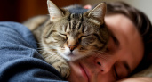 Почему кошка спит на голове хозяина