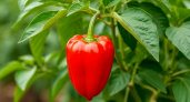 Срываю перец зеленым до заморозков. Через 3 недели он краснеет сам — вот почему так делают все опытные огородники
