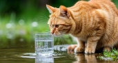 Что можно давать кошкам пить кроме воды