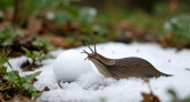 Как зимуют слизни в огороде: 3 совета по подзимней борьбе
