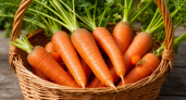 Рекордный урожай моркови без червоточин: простой осенний приём с сахаром и чесноком