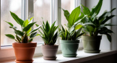 Цветы на подоконнике: как спасти сложные растения растущие дома
