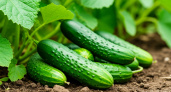 Почему огурцы горчат: главная причина не в поливе, а в стрессе растений