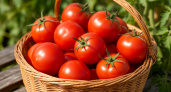 Почему томаты в теплице медленно созревают и как правильно ускорить этот процесс