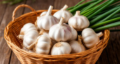 Как вырастить чеснок размером с яблоко: рецепт, который изменил урожай