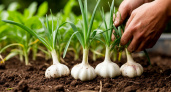 Мой муж — гений огорода: его странный способ посадки чеснока дал невероятный урожай