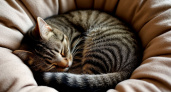Зачем кошки сворачиваются калачиком: секреты кошачьего сна, о которых вы не догадывались