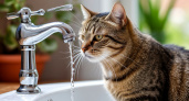 Кошка пьет мало воды? Простой трюк, о котором молчат ветеринары